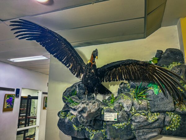 Majestic sculpture of a vulture perched on a rocky display at the Natural History Museum in Popayán, Cauca, Colombia.