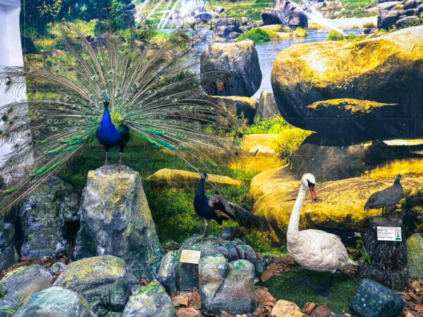 Vivid peacock and swan displayed among rocks and greenery at the Natural History Museum, Popayán, Cauca, Colombia.
