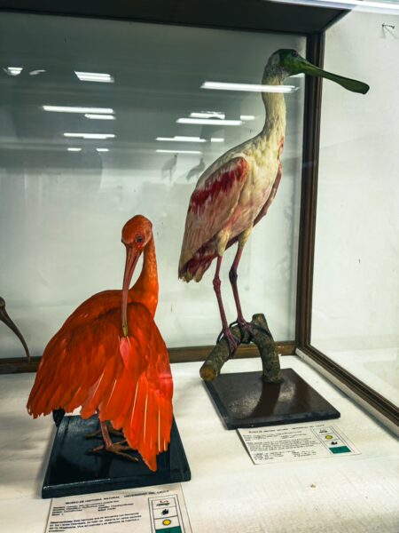Vibrant stuffed specimens of an orange ibis and a white spoonbill displayed in a glass case at the Natural History Museum, Popayán, Cauca.