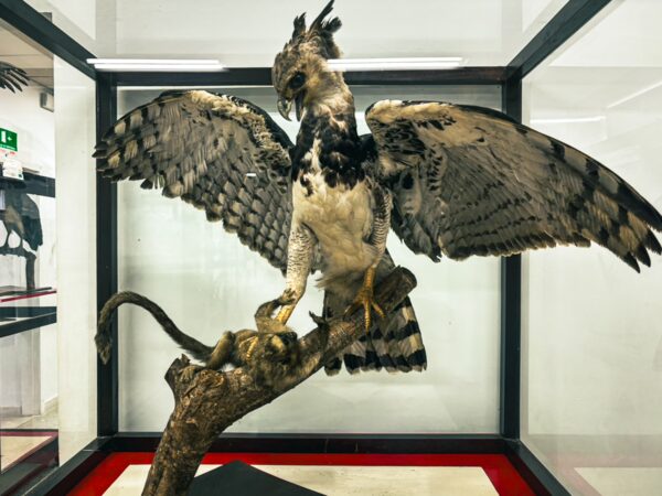 Taxidermy eagle perched on a branch inside a glass display at the Natural History Museum, Popayán, Cauca, Colombia.