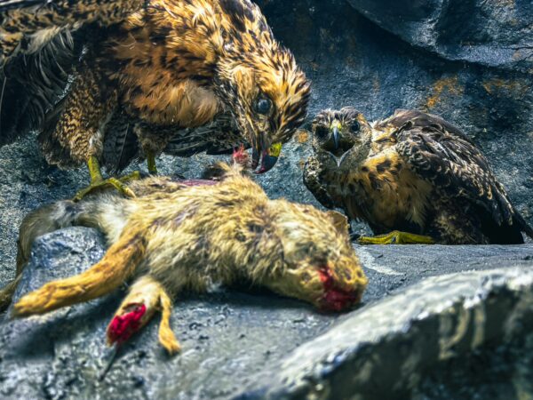 Two hawks are seen feeding on a small animal in a natural history museum exhibit, showcasing the wildlife of Popayán, Cauca, Colombia.