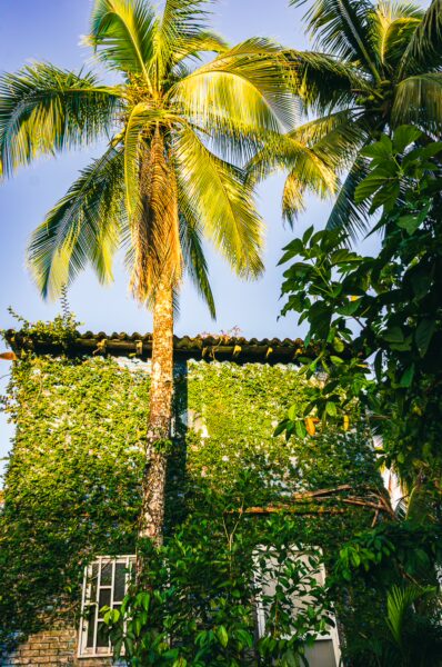 Lush green palms rise above an ivy-covered building in Juanchaco, Valle del Cauca, Colombia, under a bright blue sky.