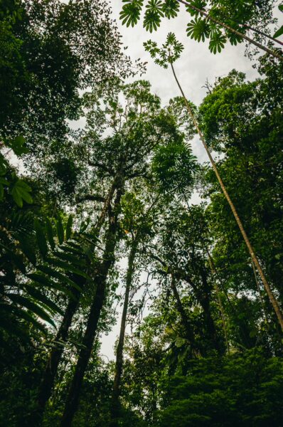 Lush green foliage rises toward the sky in Tres Marias, Uramba, showcasing the dense biodiversity of Valle del Cauca, Colombia.