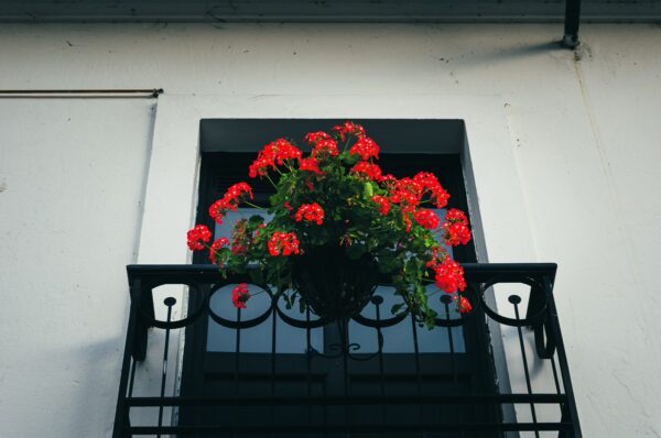 Vibrant red geraniums bloom in a decorative pot on a black iron balcony, highlighting the charming architecture of Popayan, Cauca, Colombia.