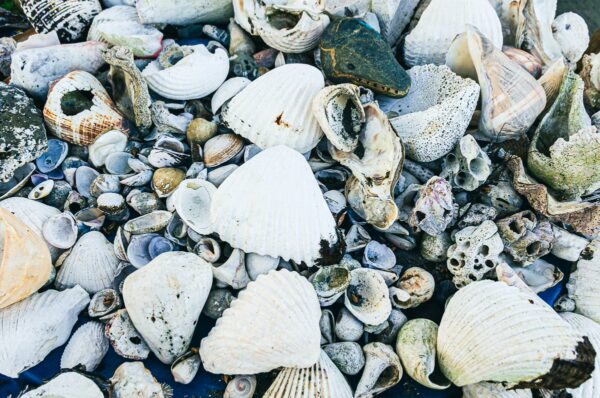 Colorful seashells scattered along the shore in Juanchaco, Valle del Cauca, Colombia, showcasing a variety of shapes and textures.
