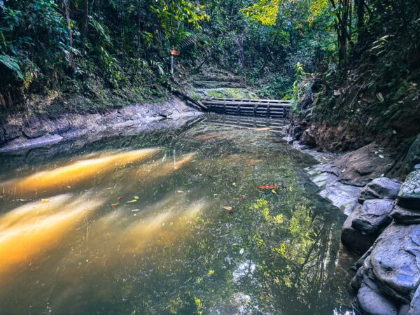 Natural pool reflecting sunlight, surrounded by lush green foliage in Ladrilleros, Valle del Cauca, Colombia.