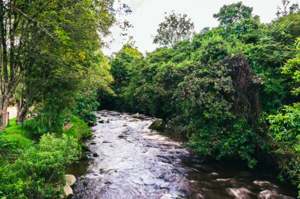 Serene river winding through lush green vegetation in Cauca, Colombia, reflecting vibrant colors of nature under a clear sky.
