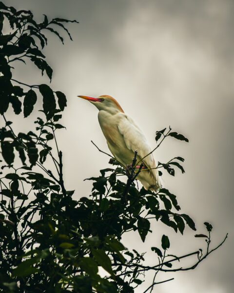 Cattle egret perched on a leafy branch against a moody sky near Lago Chiman Silva in Cauca, Colombia.
