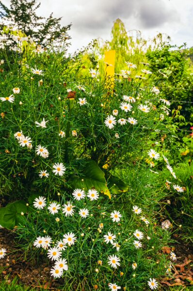 Vibrant white daisies bloom amongst lush greenery near Lago Chiman Silva, Cauca, Colombia, under a cloudy sky.
