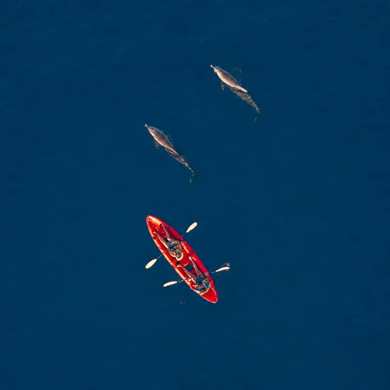 Kayaking with dolphins in Mauritius