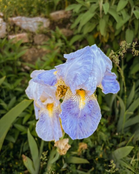 Delicate blue and yellow irises bloom amidst lush green foliage in Valtesiniko, Arcadia, Greece.