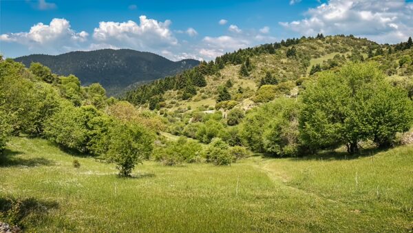 Lush green hills and trees under a blue sky with fluffy clouds in Magouliana to Valtesiniko, Arcadia, Greece.