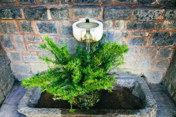 Water trickles from a stone spout into a basin, surrounded by lush green foliage at Panagia Kernitsis Monastery, Arcadia, Greece.
