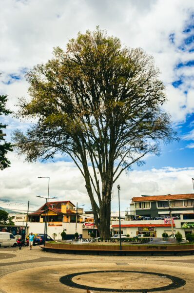 A large tree stands prominently in Parque German Grijalva, Ibarra, Ecuador, surrounded by colorful buildings and clouds.