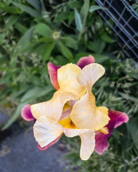 Vibrant yellow and purple iris flower blooms surrounded by lush green foliage in Lagadia, Arcadia, Greece.