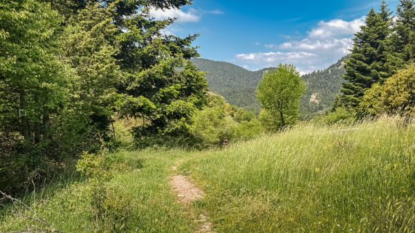 Lush greenery and vibrant grass line a path leading through the scenic hills of Arcadia, Greece, under a clear blue sky.