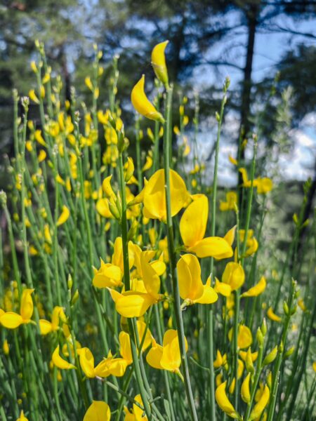 Bright yellow flowers bloom vibrantly among lush greenery in Vytina, Nymfasia, Arcadia, Greece, showcasing the area’s natural beauty.