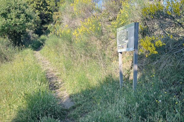 Lush green grass and vibrant yellow flowers line a dirt path leading into the scenic Valtesiniko area in Lagadia, Arcadia, Greece.
