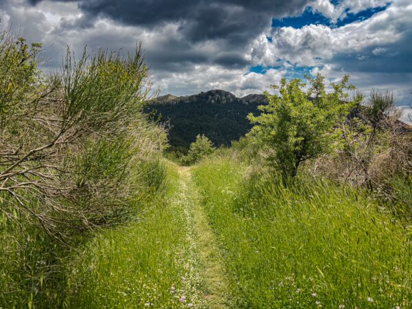 Lush green trail surrounded by shrubs leads towards mountainous terrain under a dramatic sky in Elati, Arcadia, Greece.