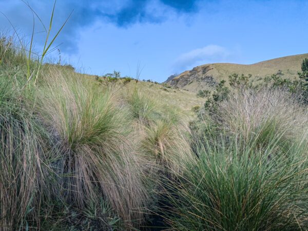 Lush green grasses sway gently in the foreground, highlighting the natural beauty of Imbabura Volcano, Ecuador under a blue sky.