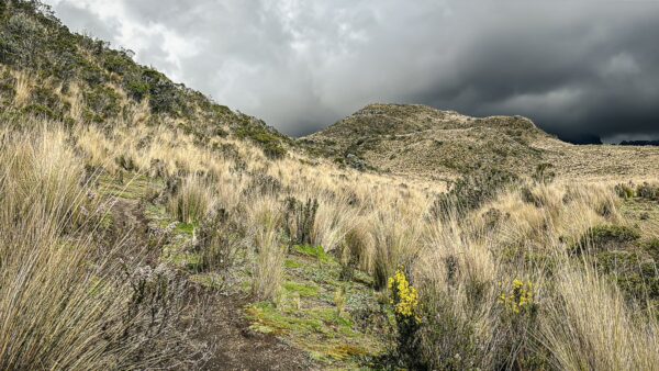 Volcan Ruminahui's rugged terrain in Ecuador features tall grasses and dramatic cloud-filled skies, creating a striking landscape.