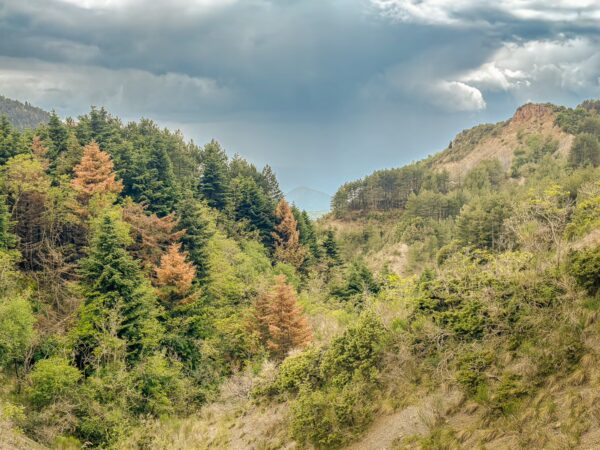 Lush greenery and diverse trees create a vibrant landscape in Zygovisti, near Elati Menalon, Arcadia, Greece, under a dramatic sky.