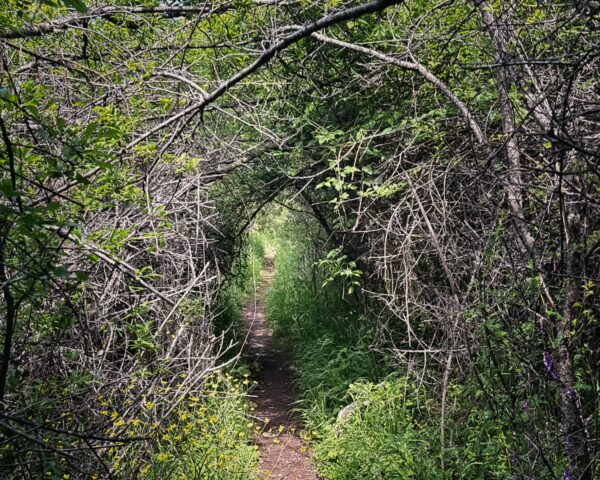 Lush green foliage frames a narrow hiking path in the dense forest of Magouliana to Valtesiniko, Arcadia, Greece.