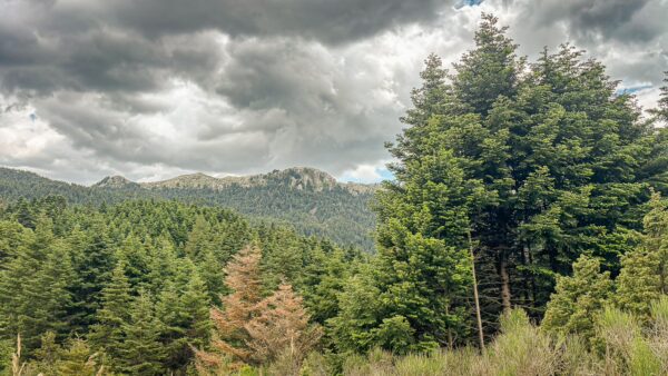 Lush green coniferous trees dominate the landscape, set against a backdrop of dramatic, cloudy skies in Elati, Arcadia, Greece.