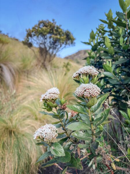 White flowering plants contrast against the green landscape near Imbabura Volcano, Ecuador, under a clear blue sky.