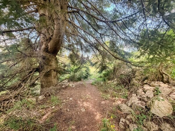 Lush greenery and a winding path through dense trees in Magouliana, leading towards Valtesiniko, Arcadia, Greece.
