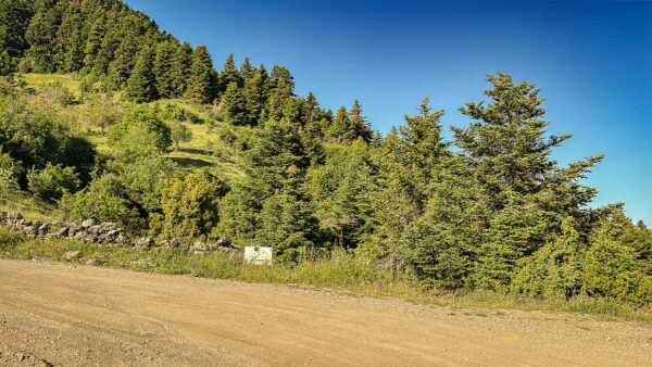 Dusty path winds through a lush hillside of pine trees in Lagadia, Arcadia, Greece, under a clear blue sky.