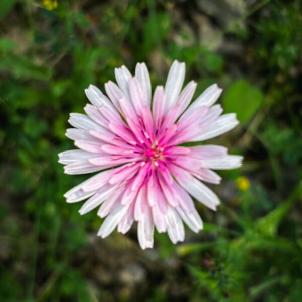 Pink wildflower in full bloom amidst lush greenery in Vytina, Arcadia, Greece, showcasing vibrant natural beauty.