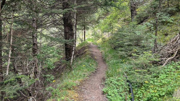 Winding trail through lush greenery and tall trees in Zygovisti, Elati, Menalon, Arcadia, Greece.
