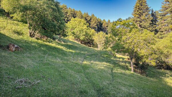 Lush green hillside with scattered trees and a clear blue sky in Valtesiniko, Lagadia, Arcadia, Greece.