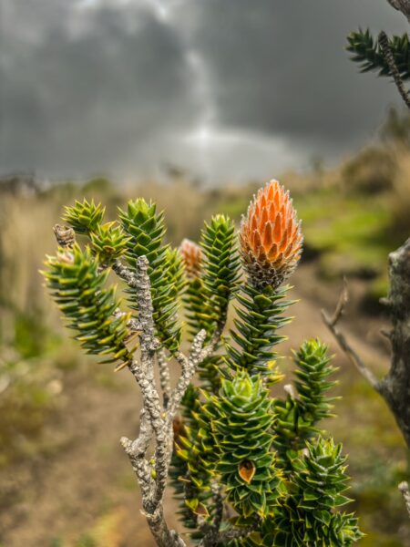 Vivid orange and green foliage of a unique plant contrasts against a dramatic sky near Volcán Ruminahui, Ecuador.