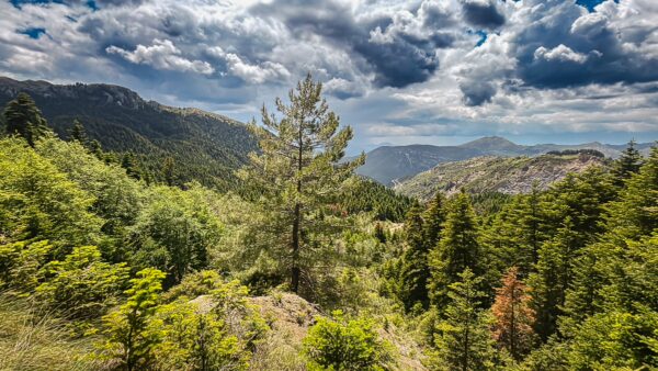 Lush green forests and a prominent pine tree under dramatic clouds in Zygovisti, Elati Menalon, Arcadia, Greece.