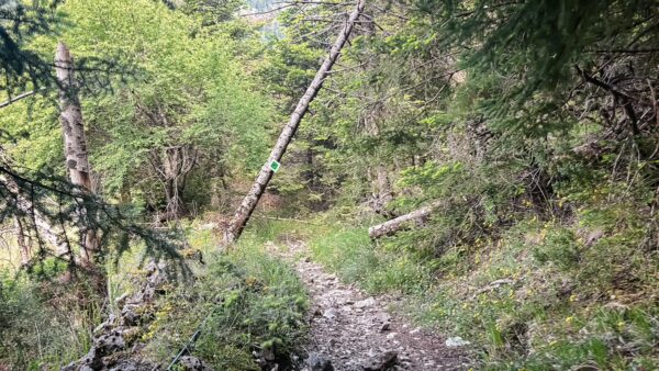Lush green vegetation lines the rocky trail leading through the serene forest of Magouliana to Valtesiniko, Arcadia, Greece.