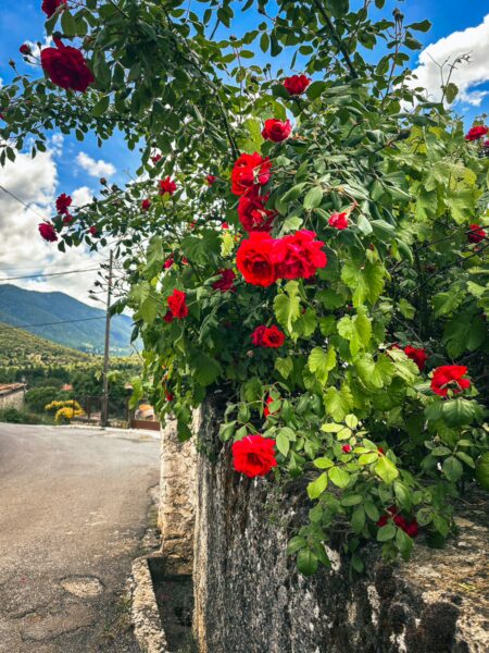 Vibrant red roses bloom on a lush green hedge, set against a scenic backdrop of hills in Nymfasia, Arcadia, Greece.