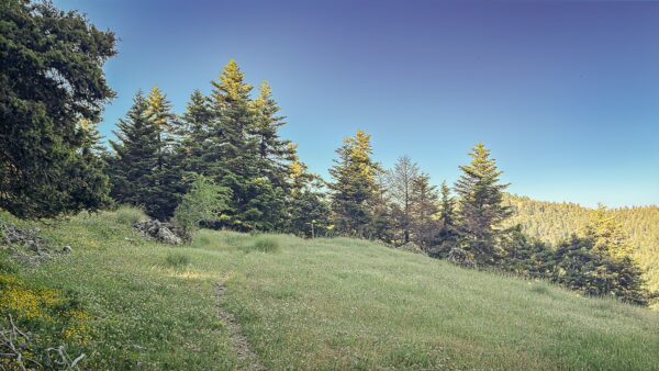 Lush green landscape with tall trees and a clear sky in Valtesiniko, Arcadia, Greece, showcasing serene nature and tranquility.