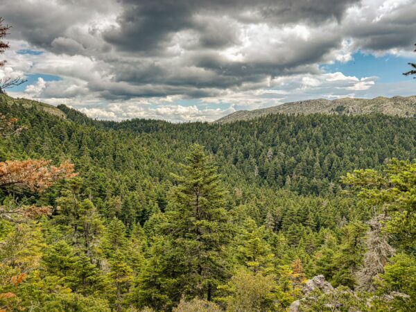 Lush green forests stretch across Zygovisti in Elati, Menalon, Arcadia, Greece, under a dramatic sky filled with clouds.