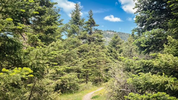 Lush greenery and tall trees line a peaceful hiking path in the Magouliana to Valtesiniko area of Arcadia, Greece.