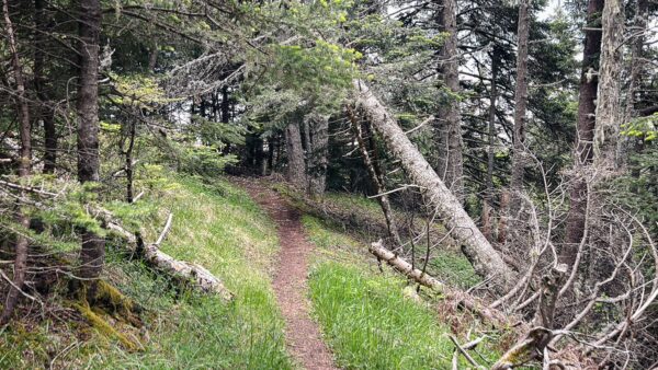 Lush greenery lines a winding dirt path through tall trees in Zygovisti, Elati Menalon, Arcadia, Greece.