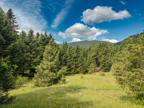 Lush green meadows and dense coniferous forests under a bright blue sky in Magouliana, Valtesiniko, Arcadia, Greece.