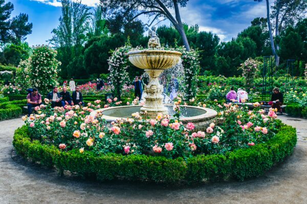 Elegant fountain surrounded by blooming roses in lush gardens at Parque El Retiro, Madrid, Spain. Clear blue sky above.