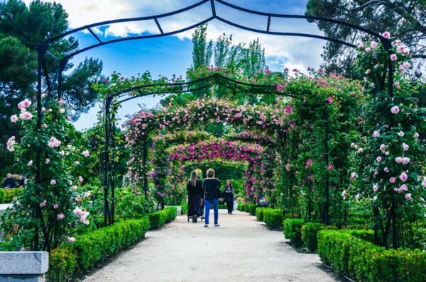 Lush rose arches create a picturesque pathway in Parque El Retiro, Madrid, surrounded by greenery and blooming flowers.
