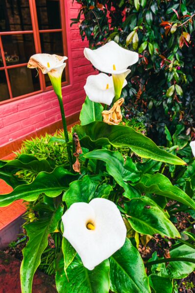 Calla lilies bloom against vibrant green leaves in Machachi, Ecuador, highlighting their elegant white petals and rich color contrasts.