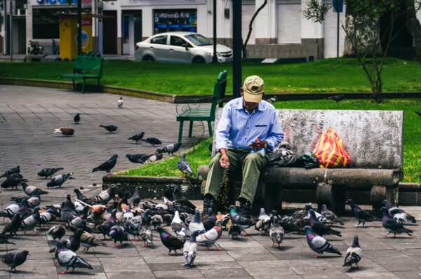 A man feeds pigeons in Parque La Merced, Ibarra, Ecuador, surrounded by greenery and city life, creating a lively scene.