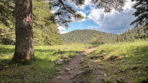 Lush green landscape with a dirt path leading through dense trees in Zygovisti, Elati, Menalon, Arcadia, Greece.