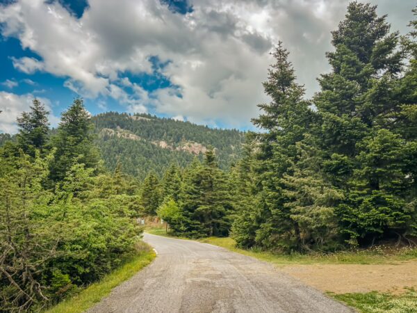 Winding road surrounded by lush greenery and tall pine trees in Magouliana, Valtesiniko, Arcadia, Greece.