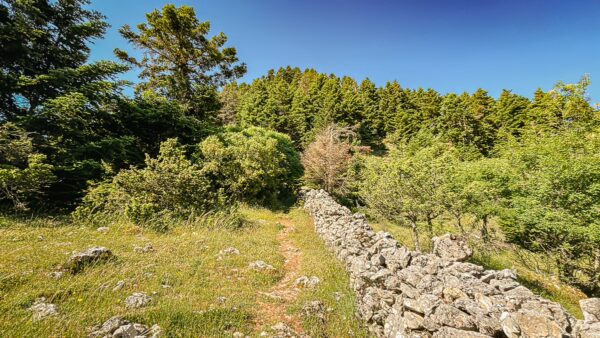 Lush greenery and a stone wall line a tranquil path in Valtesiniko, leading toward the scenic hills of Lagadia, Arcadia, Greece.
